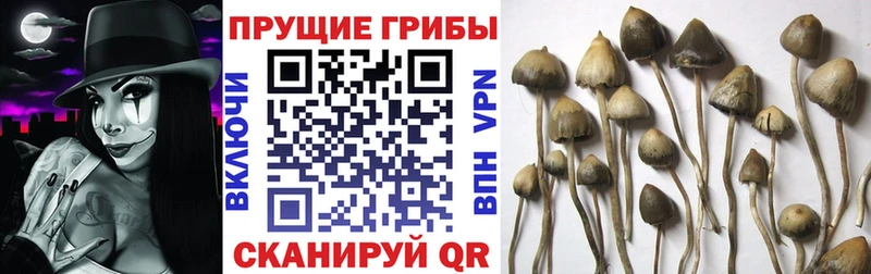 Купить где  Слюдянка  Псилоцибиновые грибы Psilocybe 
